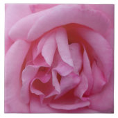 Roze roos bloem tegeltje (Voorkant)