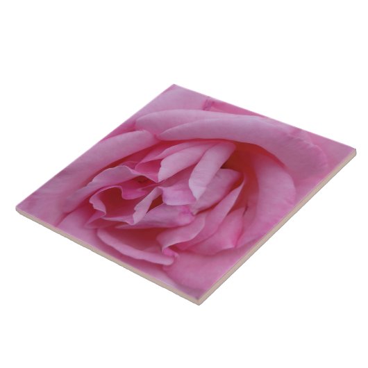 Roze roos bloem tegeltje (Zijkant)