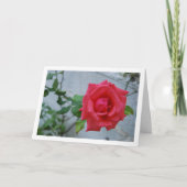 Roze roos bloem tegen witte muur kaart (Voorkant)