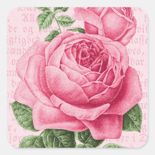Roze roos bloem vintage vierkante sticker