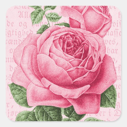 Roze roos bloem vintage vierkante sticker (Voorkant)
