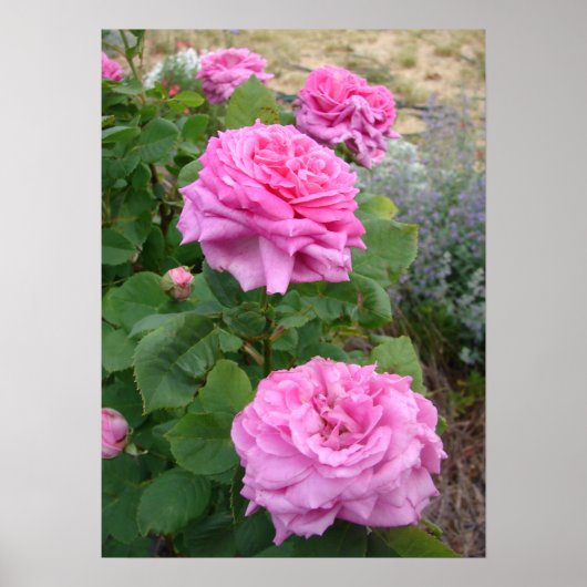 Roze Roos Bloemen Bloem Tuin John Hopper Poster (Voorkant)