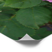 Roze Roos Bloemen Bloem Tuin John Hopper Poster (Hoek)