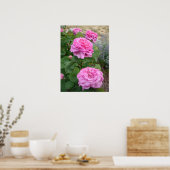 Roze Roos Bloemen Bloem Tuin John Hopper Poster (Keuken)