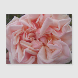 Roze Roos  bloemen Floral Magnet