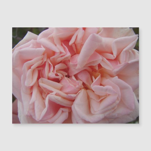 Roze Roos  bloemen Floral Magnet (Voorkant)
