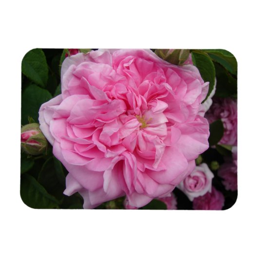 Roze Roos bloemen Fridge Magnet Magneet (Horizontaal)