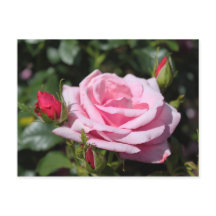 roze roos bloemen gelukkige verjaardag. liefs, vri