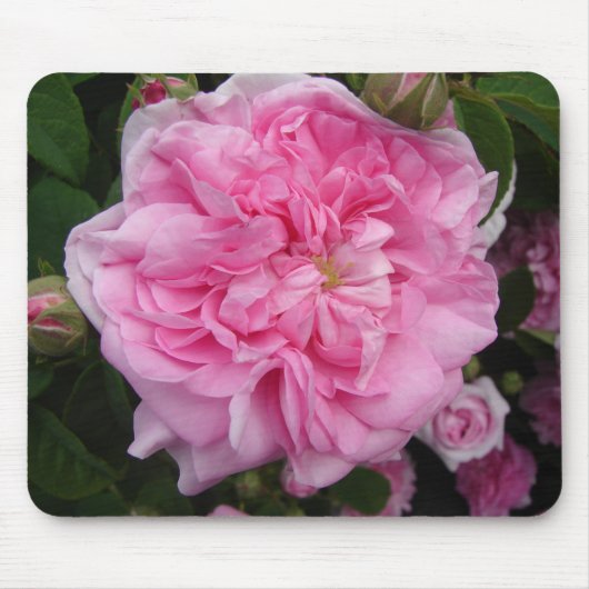 Roze  Roos bloemen Muismat (Voorkant)