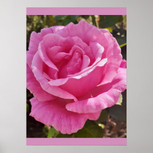 Roze Roos Bloemen Tuin Parfum Plezier Poster