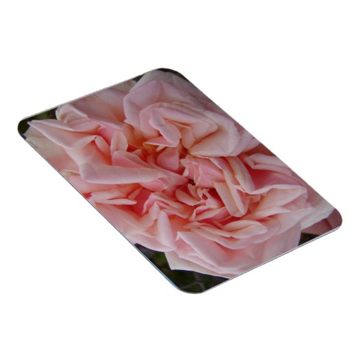 Roze Roos bloemen Verjaardagkaart Magneet (Rechterzijde)