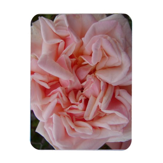 Roze Roos  bloemen Verjaardagkaart Magneet (Verticaal)