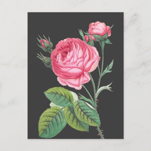 Roze roos bloemend modern briefkaart (Voorkant)