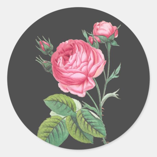 Roze roos bloemend modern ronde sticker (Voorkant)