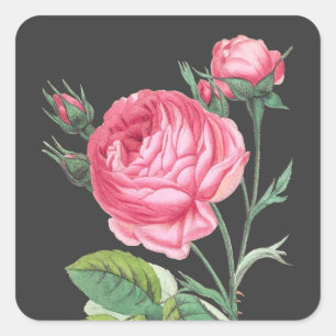 Roze roos bloemend modern vierkante sticker