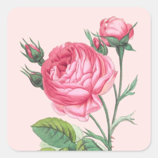 Roze roos bloemige moderne pastel vierkante sticker (Voorkant)