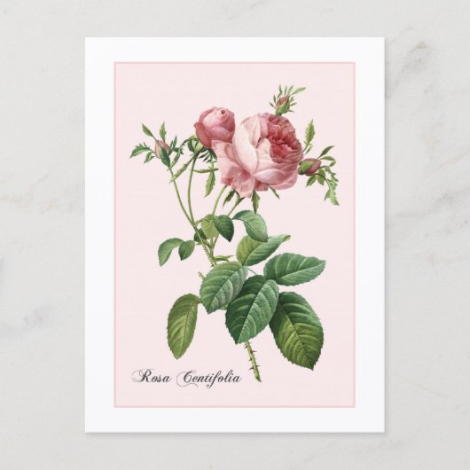 Roze Roos Botanische Redoute Briefkaart (Voorkant)