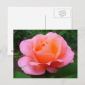 Roze Roos Briefkaart (Voorkant / Achterkant)