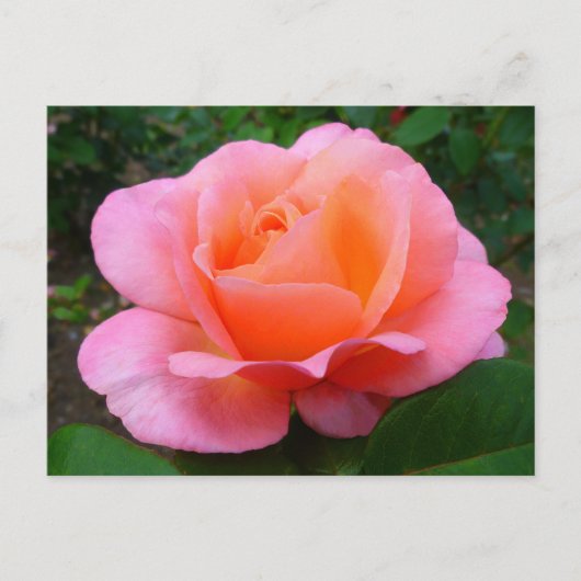 Roze Roos Briefkaart (Voorkant)