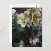 Roze Roos Briefkaart (Voorkant / Achterkant)