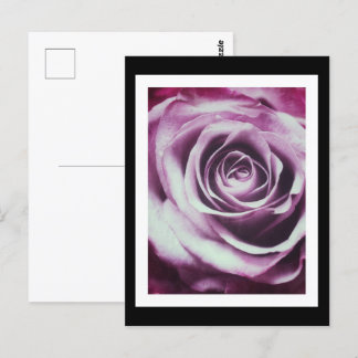 Roze  Roos Briefkaart