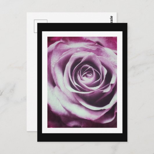 Roze  Roos Briefkaart (Voorkant / Achterkant)