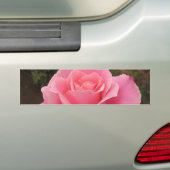 Roze Roos Bumpersticker (Op auto)