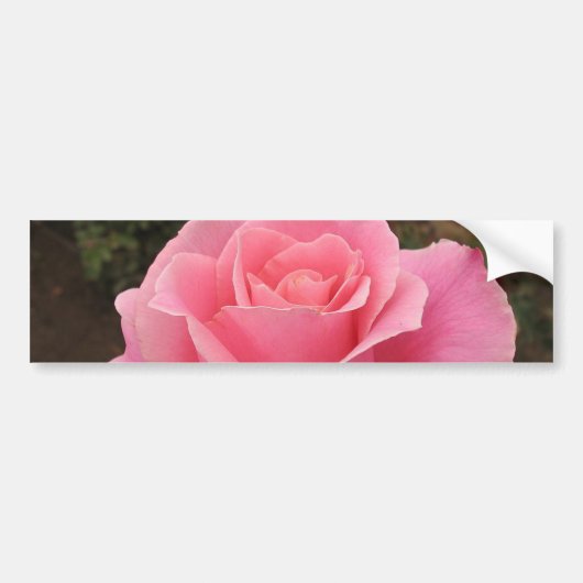 Roze Roos Bumpersticker (Voorkant)