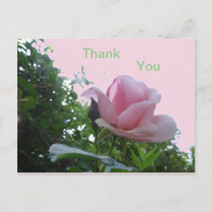 Roze Roos Close-up Bedankkaart Briefkaart