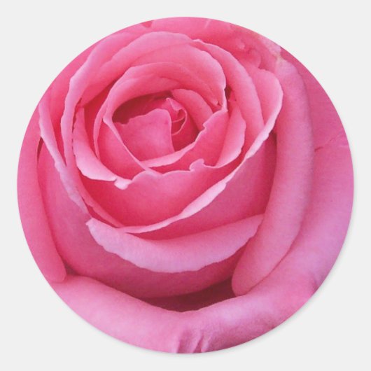 Roze Roos Close-Up Ronde Sticker (Voorkant)