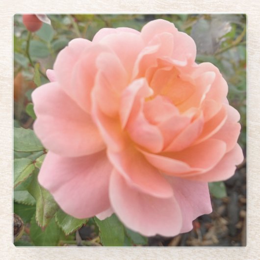 Roze Roos Coster Glazen Onderzetter (Voorkant)