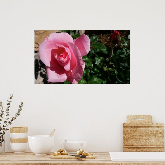 Roze roos en Bud Garden Bloemen Poster (Keuken)