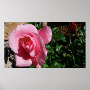 Roze roos en Bud Garden Bloemen Poster