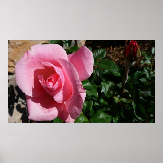 Roze roos en Bud Garden Bloemen Poster (Voorkant)