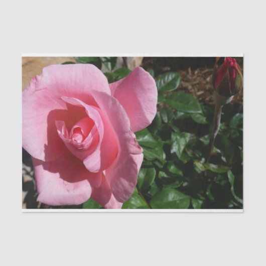 Roze roos en Bud Garden Bloemen Tissuepapier (Voorkant)