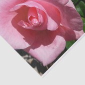 Roze roos en Bud Garden Bloemen Tissuepapier (Detail)