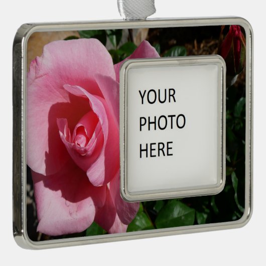 Roze roos en Bud Garden Bloemen Verzilverd Omlijst Ornament (Rechts)