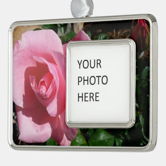 Roze roos en Bud Garden Bloemen Verzilverd Omlijst Ornament (Links)