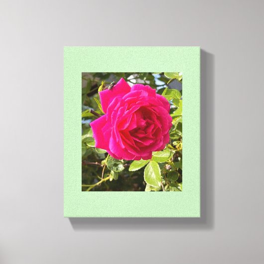 Roze Roos en een Vlieg Canvas Afdruk (Voorkant)