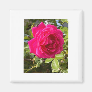 Roze Roos en een Vlieg Magneet