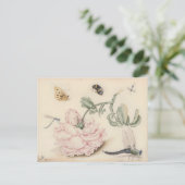 Roze Roos en Insecten - 17e C. Fine Art Briefkaart (Staand voorkant)