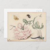 Roze Roos en Insecten - 17e C. Fine Art Briefkaart (Voorkant / Achterkant)