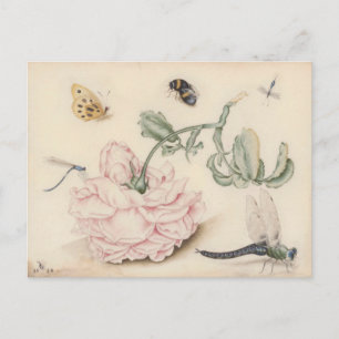 Roze Roos en Insecten - 17e C. Fine Art Briefkaart