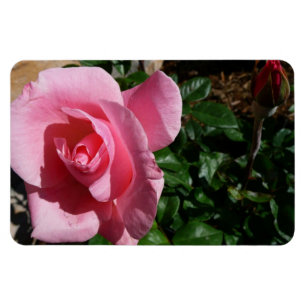 Roze Roos en Knop Tuin Bloemen Magneet