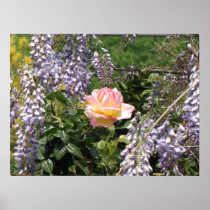 Roze roos en Paarse Wisteria Poster