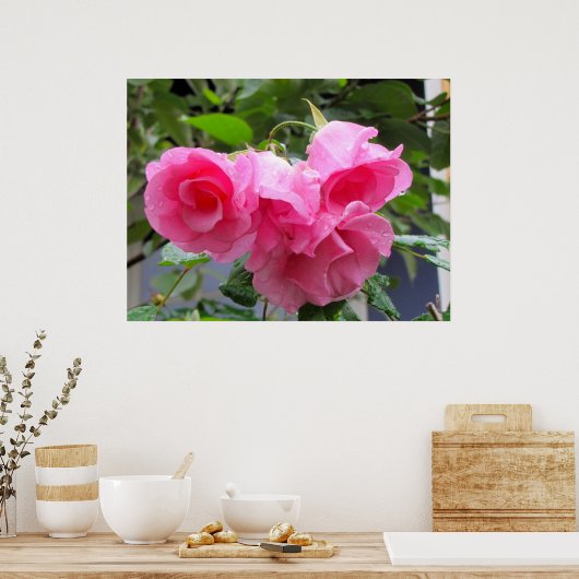 roze roos en regendruppels poster (Keuken)