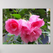 roze roos en regendruppels poster (Voorkant)