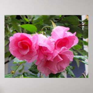 roze roos en regendruppels poster