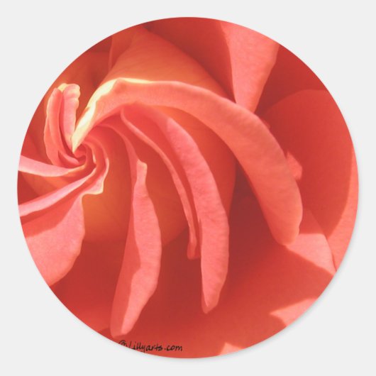 Roze Roos Envelope Sticker (Voorkant)