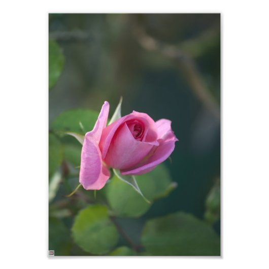 Roze Roos Foto Afdruk (Voorkant)